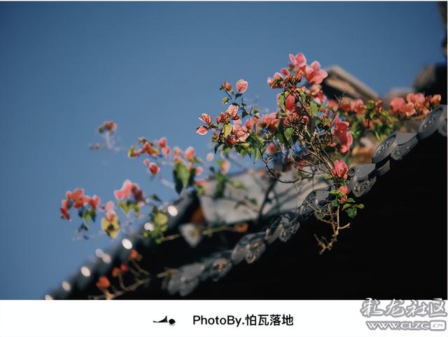 景迈山｜糯干古寨、翁基古寨、千年茶林