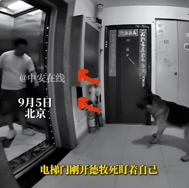 北京男子回家遇德牧拦路，报警反遭威胁，养狗大爷：拿刀砍你丫的