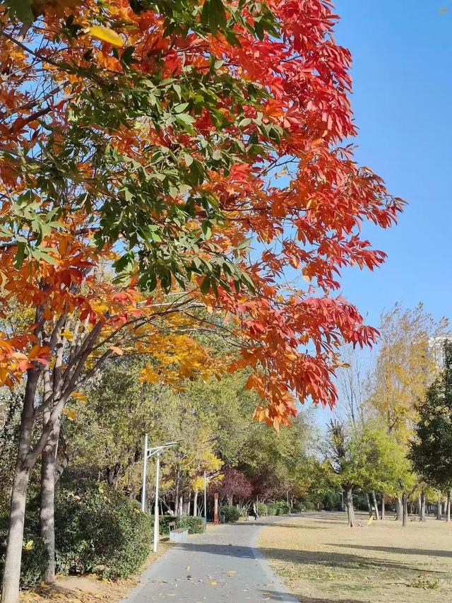 初冬味道！森林公园景色如诗如画，快来感受五彩缤纷的美丽画卷！