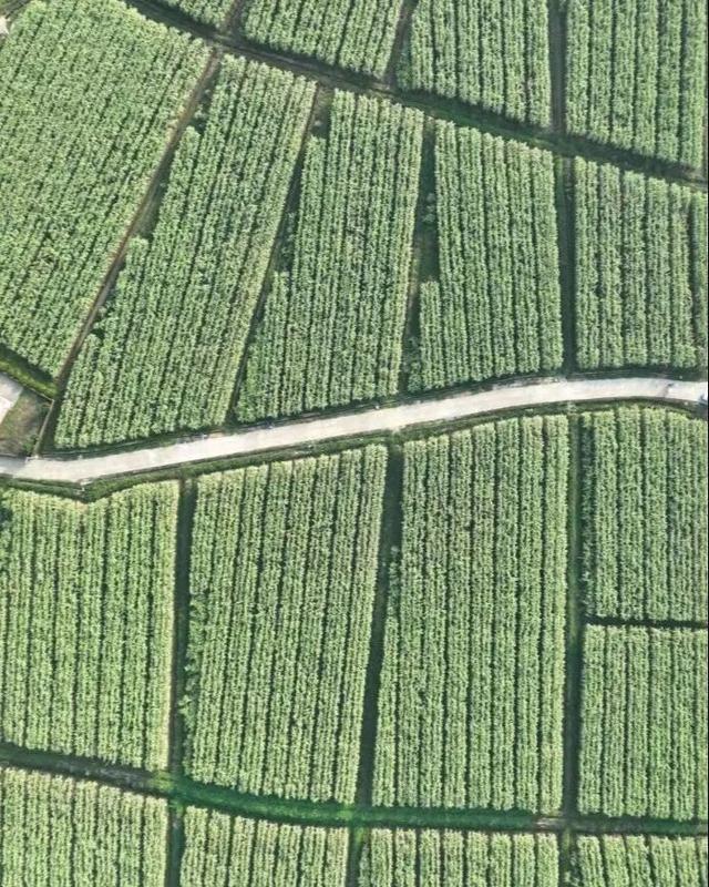 游在鹰潭 | 周末采摘指南！甘蔗清甜、草莓香甜，限定甜蜜等你来【全球学子嘉游赣 奇绝鹰潭逍遥游】