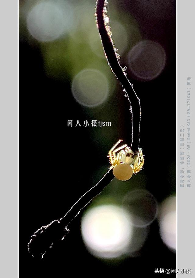 聊手机摄影（85）手机摄影用光入门须掌握，极具表现力的逆光摄影