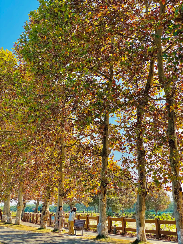 成都赏秋指南！9个绝美的秋日氛围感公园，黄了，免费！