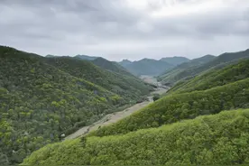 走进中国山参之乡 ① | 桓仁林下参，何以奇特图片