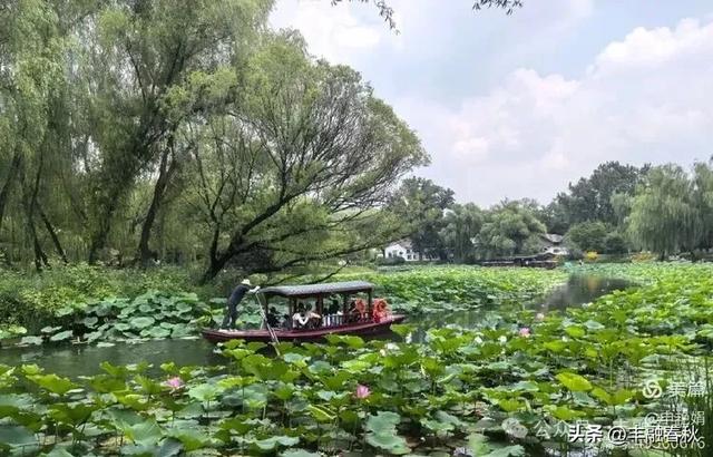 紫竹院竹荷季:一园清风里的诗意相逢| 申艳娟
