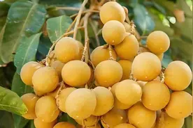 龙眼（桂圆）的功效图片