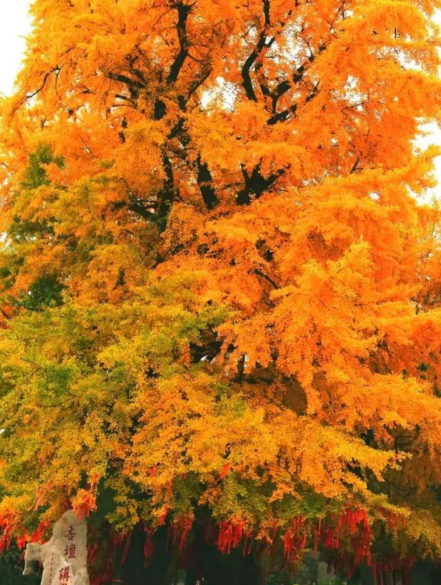 临沂人游临沂｜赶兰陵千年大集，赴一场烟火与诗意的约会