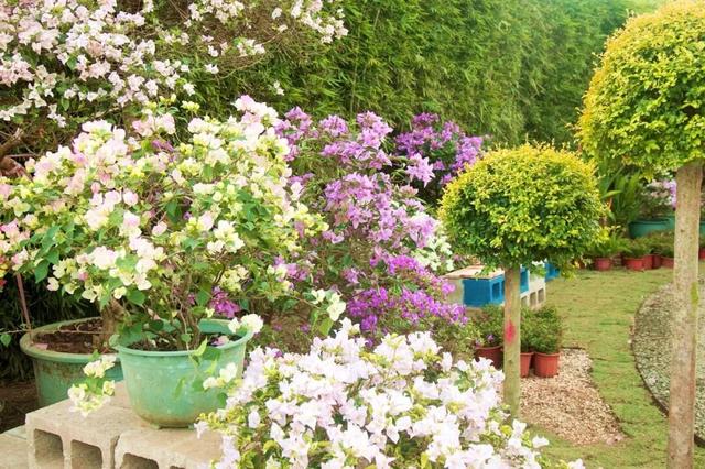 深度赏析海南三角梅赏花周6个最美花园 | 动态