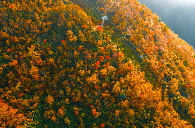 错过等一年！巴山大峡谷秋色刚开场，彩林已美成仙境！