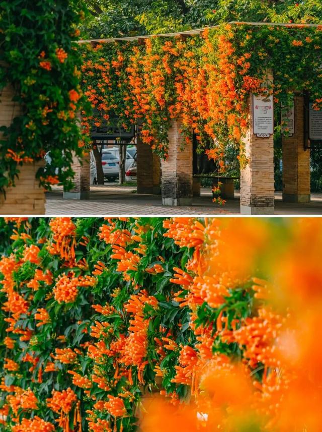 弥勒炮仗花瀑布，太出片了！多个打卡点→