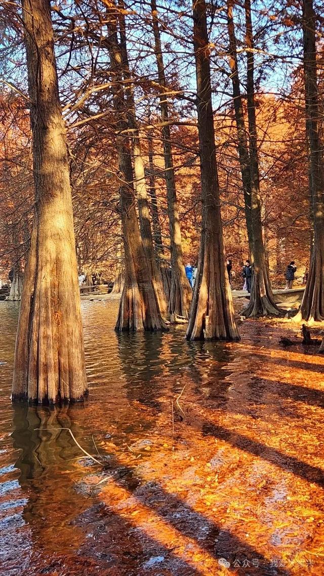 冲上“绍兴TOP1”！绍兴这处美景藏不住了！都有人在赶过来了