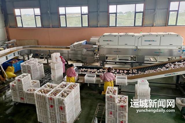 临猗苹果的电商“破圈”之路