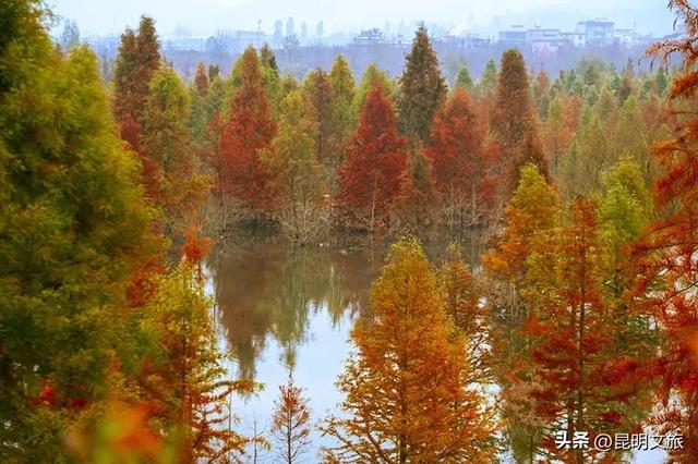 “红”爆!是谁还没有Get昆明的冬天?你知道12月的滇池有多绝?周末冲~