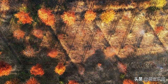 晨光轻抚江面，武汉苏醒时，我被这暖冬诗意震撼了