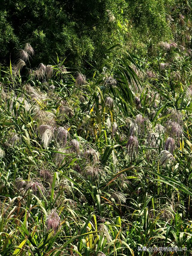 环长江(内环)骑行观光的路线与趣味:一江秋光连天际，满城烟火…