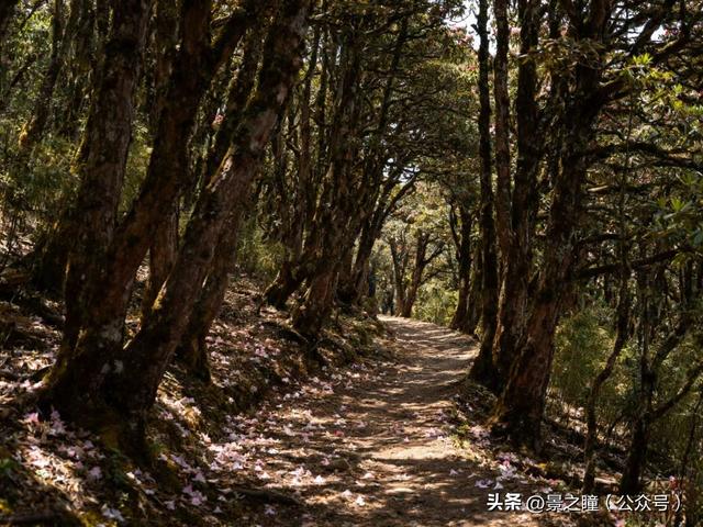 百里杜鹃 游必踩 3 个坑？懂行的都走这 5 条小众路线，人少还能摸杜鹃