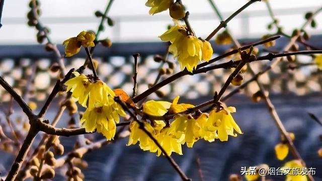 【乐游烟台】周末好去处丨全是花花！烟台神仙小店被花包围了