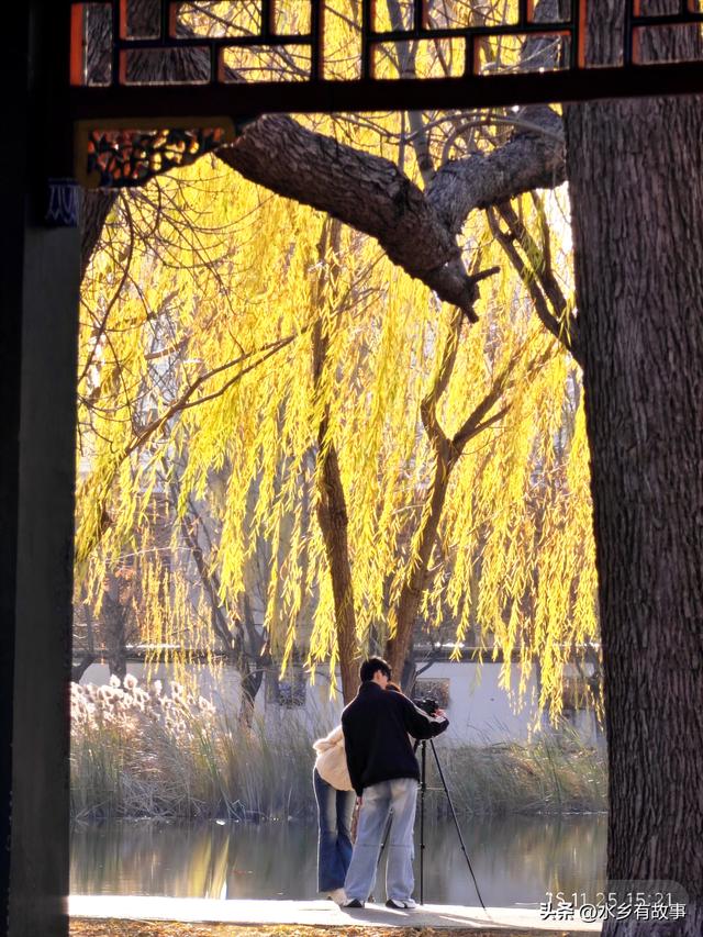 金柳，最后的一抹秋色