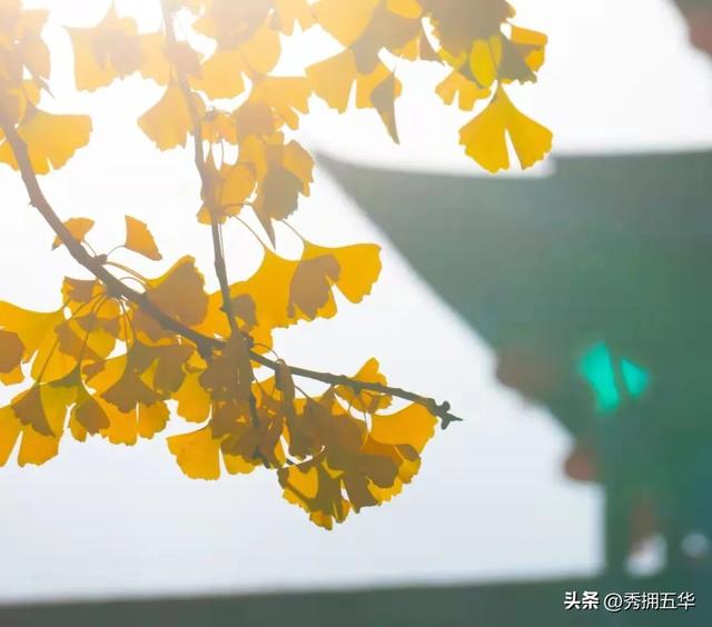 有一种叫云南的生活｜大理古城银杏，太美了！