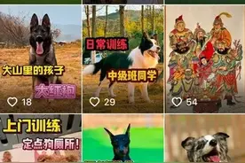 宠物狗“上学”期间意外死亡，主人：现场无监控，死因未查明！训犬学校回应图片