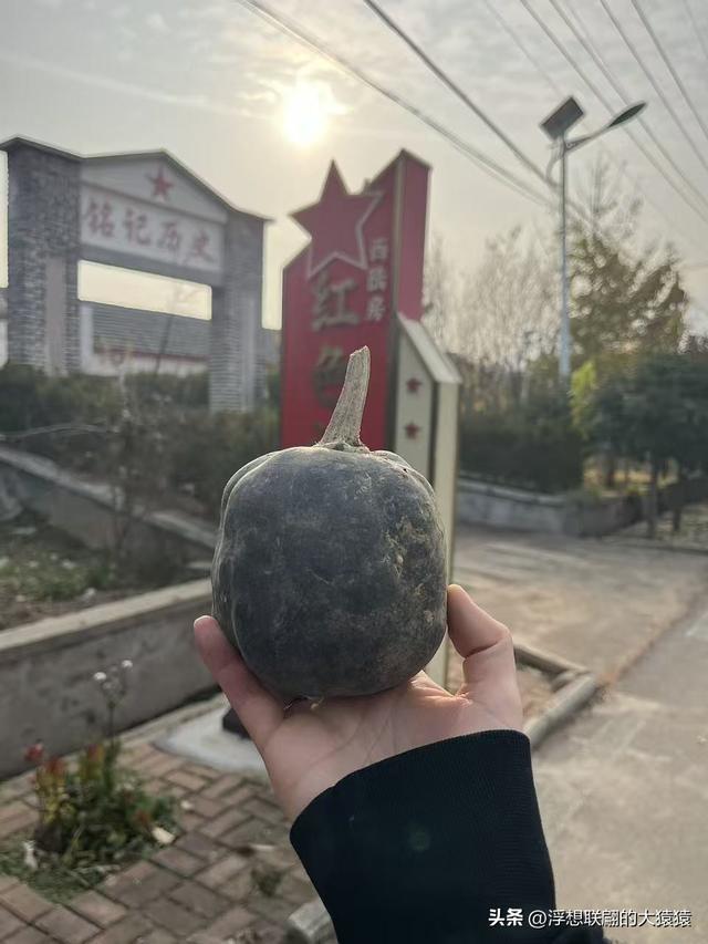 泰安肥城西陆房村里的大白菜