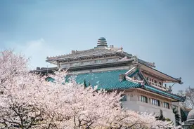 武大学生，真的怕了樱花季图片