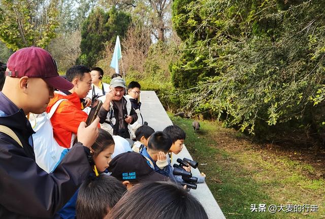 理想的周末：十月，在北京南海子观鸟