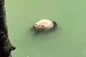 史上罕见！四川雅安河道惊现大熊猫惨死现场，全力破解死因之谜！图片