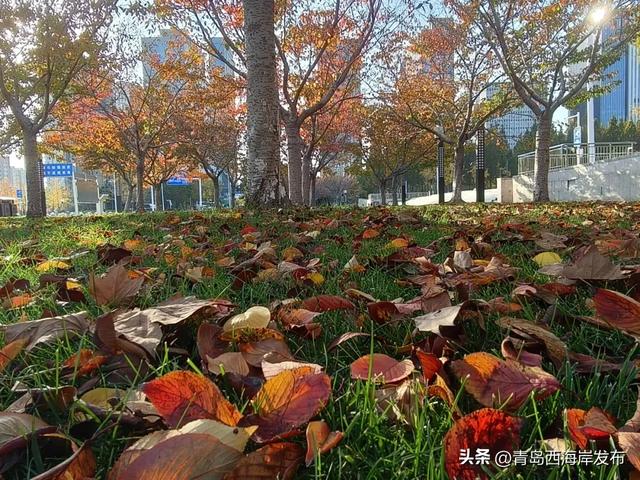 “暂停”秋天,西海岸这8条道路落叶缓扫!
