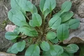 1种从小吃到大的野菜，它竟然是“天然护胃菜”，遇到这菜别手软图片