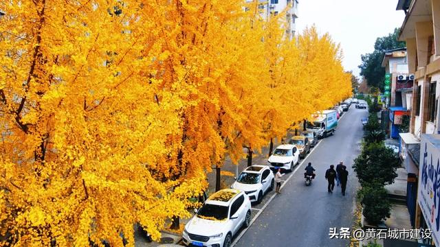 此刻 黄石下起黄金雨！