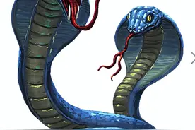 18支抗毒血清都救不了命？被黄金眼镜蛇咬后，可以直接开席？图片