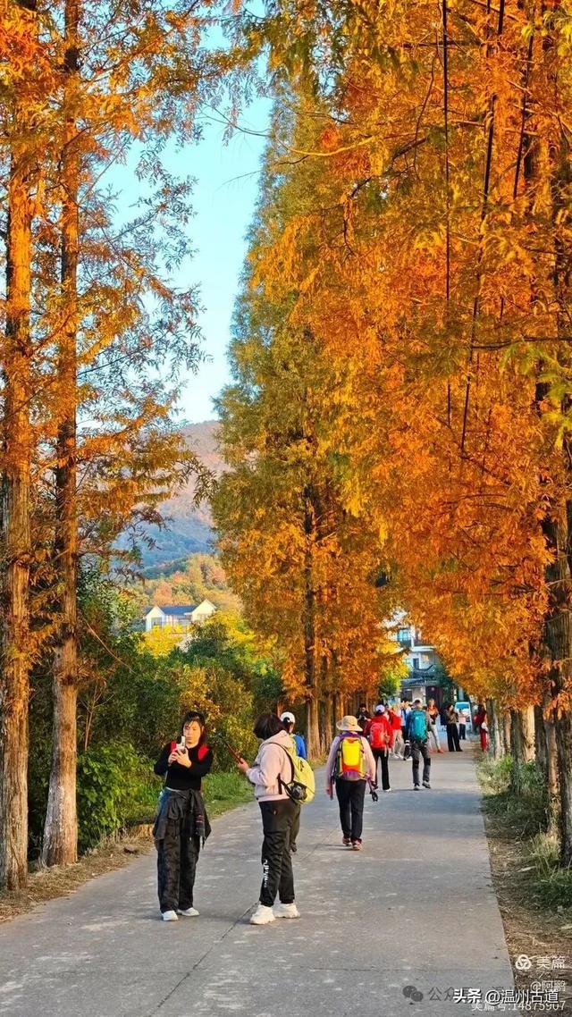 浙处丹霞地貌秋色斑斓超壮观,秋日必打卡之地!