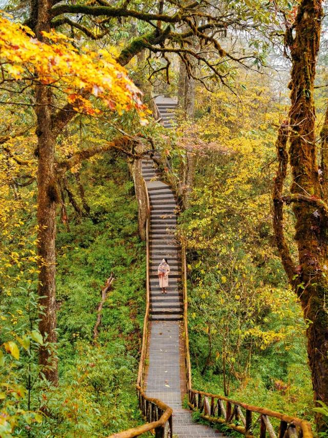 秋假免门票！抓住秋天的尾巴~来龙苍沟秋假赏秋领限定奖牌！