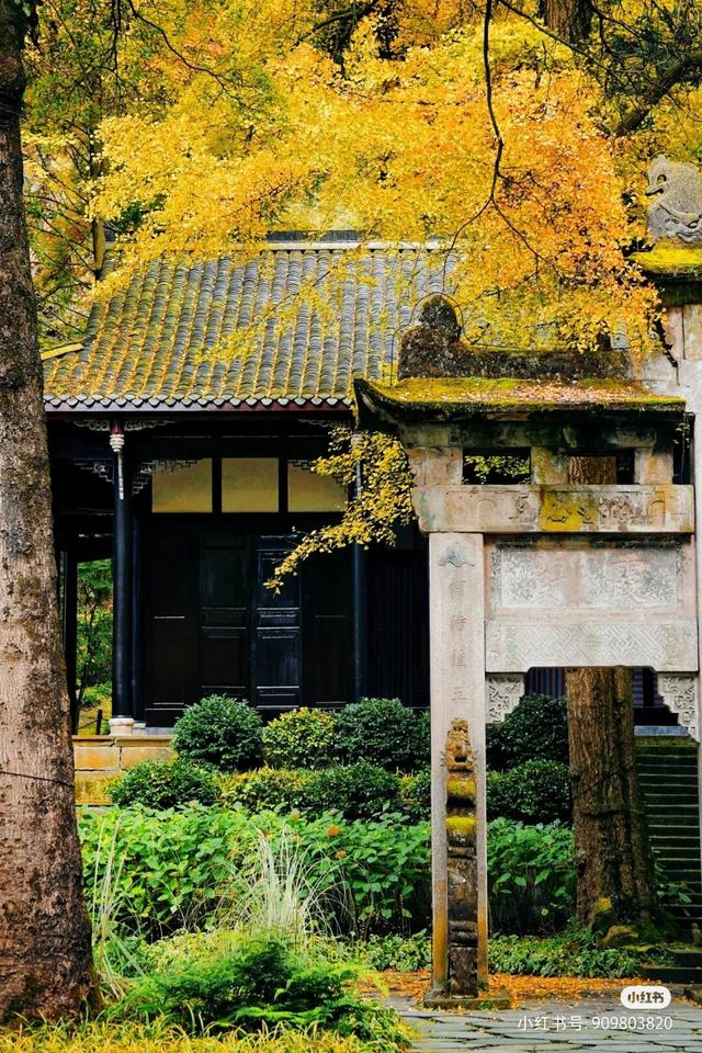 黄了！彩了！1h刹拢成都最近赏秋地，徒步拿奖牌、邂逅古寺银杏！老街美食好吃惨！