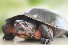 盘点这些年炒到天价，如今跌到破产的龟图片