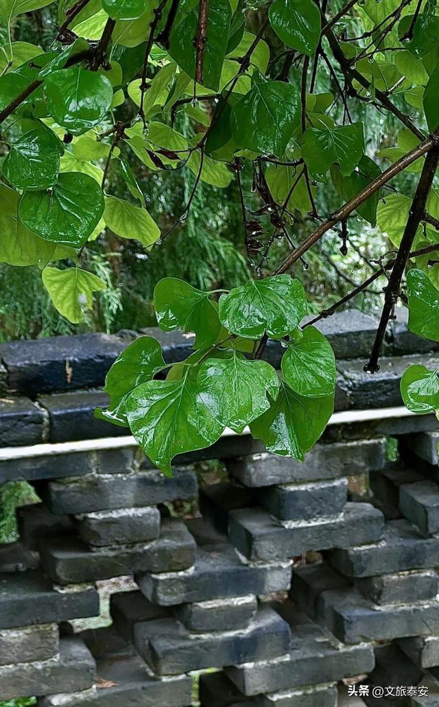 跟着节气游泰安 | 千年古寺雨后秒变“人间水墨”，小泰来避雨意外拍出了人生照片！