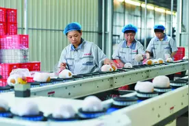 石家庄积极培育新型农业经营主体 增强产业发展活力 提升联农带农水平图片