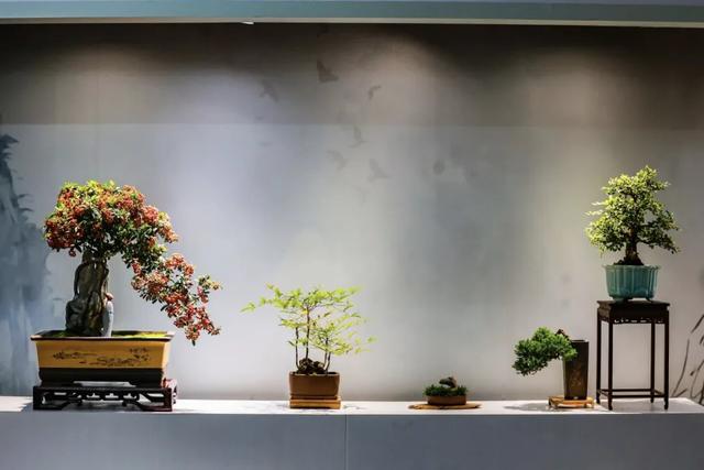 万株菊花争奇斗艳！国家植物园开启最美金秋，攻略——