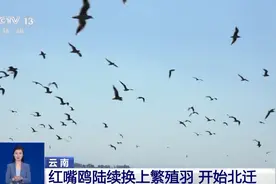 2游客抓住红嘴鸥把玩拍照，云南：当地管理局已介入处理，对涉事游客进行批评教育图片