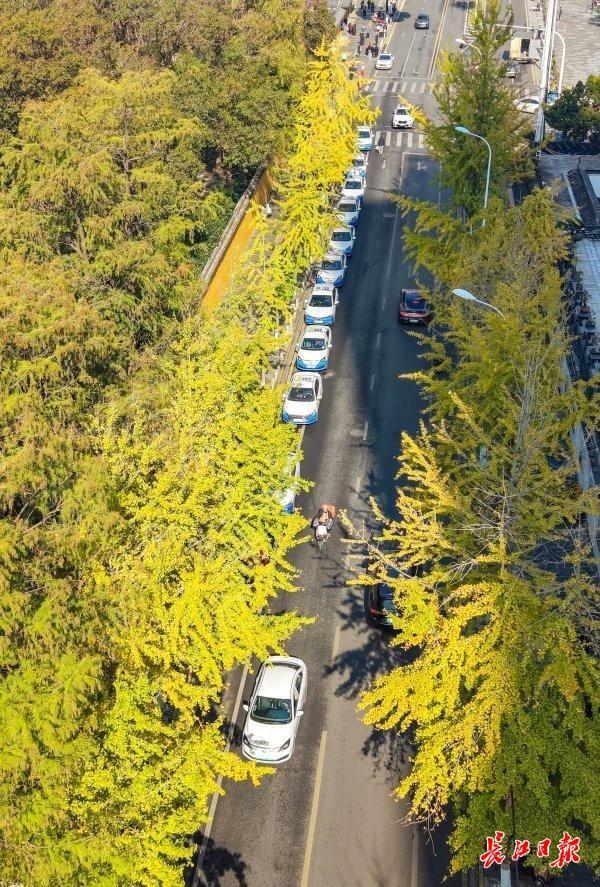 武汉街头4万株银杏披上“黄金甲”，这些地方是最佳观赏点