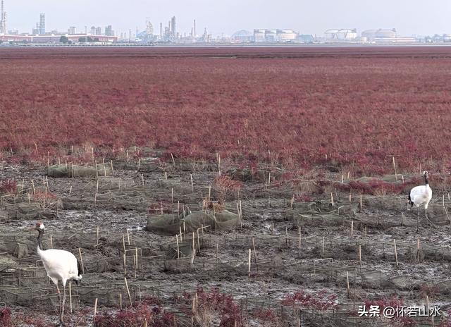 2025辽宁赏秋之旅日记(5)——从本溪前往盘锦 游览红海滩景观