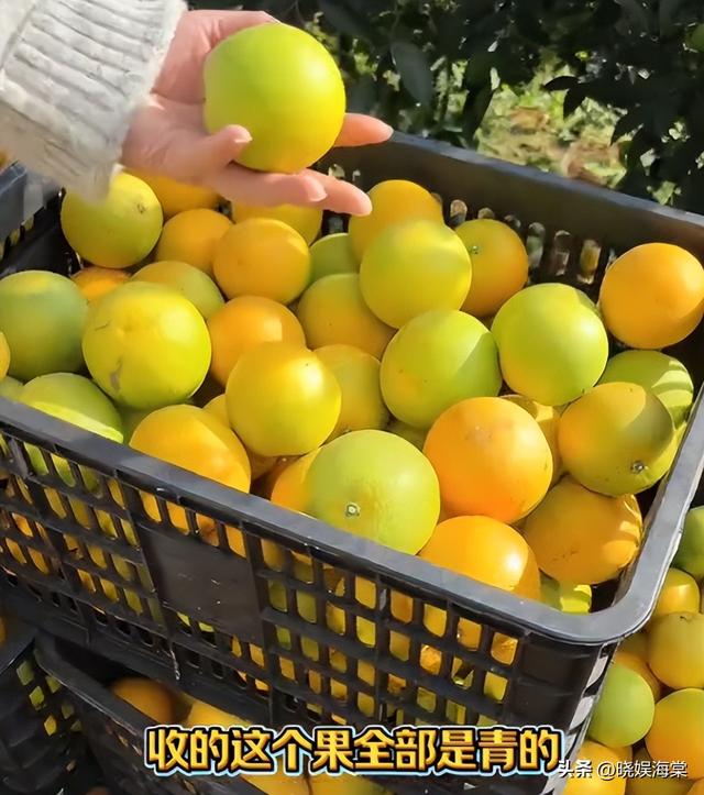 收冰糖橙被骗后续：坑人代办身份被扒，正面照曝光，官方通报来了