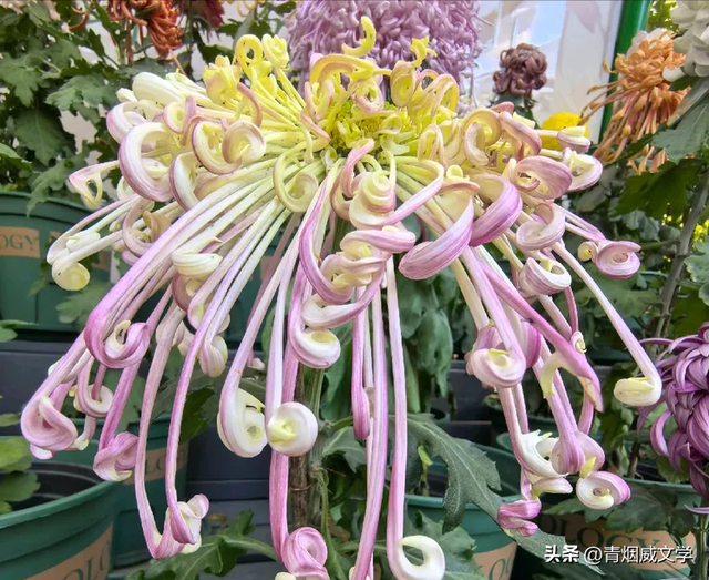 趵突菊韵 锦绣泉城