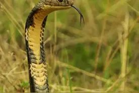 谁？是大围山的“毒王”图片