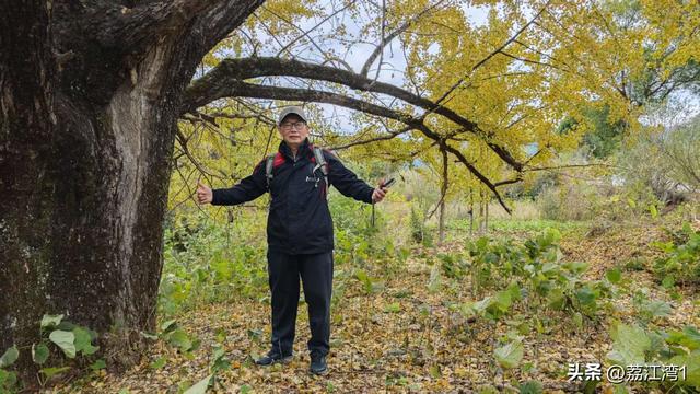 游长岗岭古村，观飘黄银杏