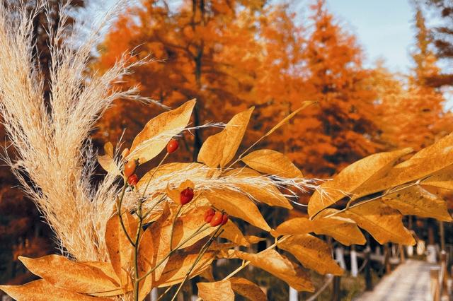 “植愈力”满分！金坛茅山秋冬植物大赏~