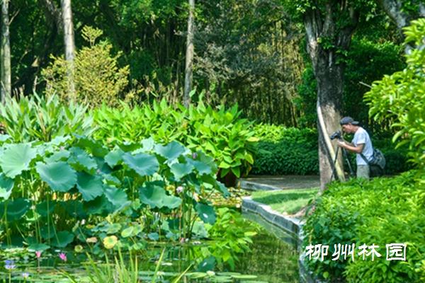 柳州园博园上演“一花多心”千瓣莲惊艳绽放