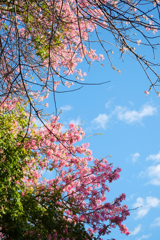 图集 | 来顺峰山公园邂逅一场粉色浪漫！