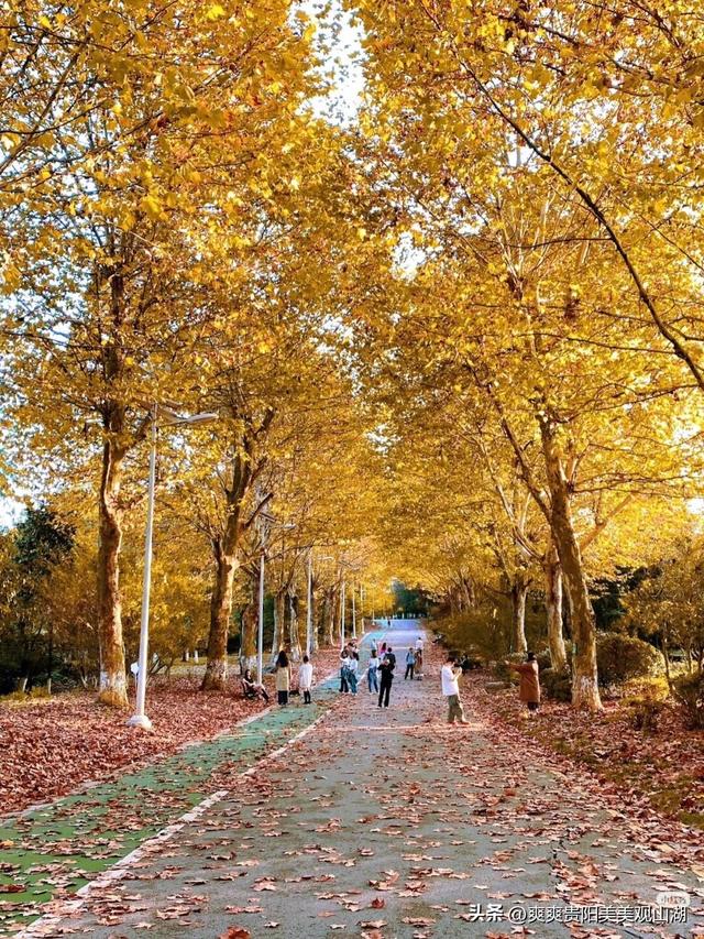 观山湖藏着一封金色情书，落款是银杏与梧桐（附最全攻略）