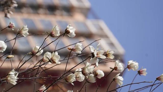 绝美！又是一年玉兰开